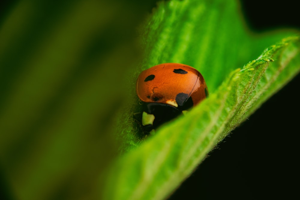 a lady bug sitting on a green leaf