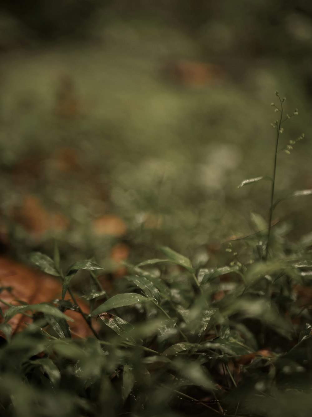 a close up of a plant in the grass