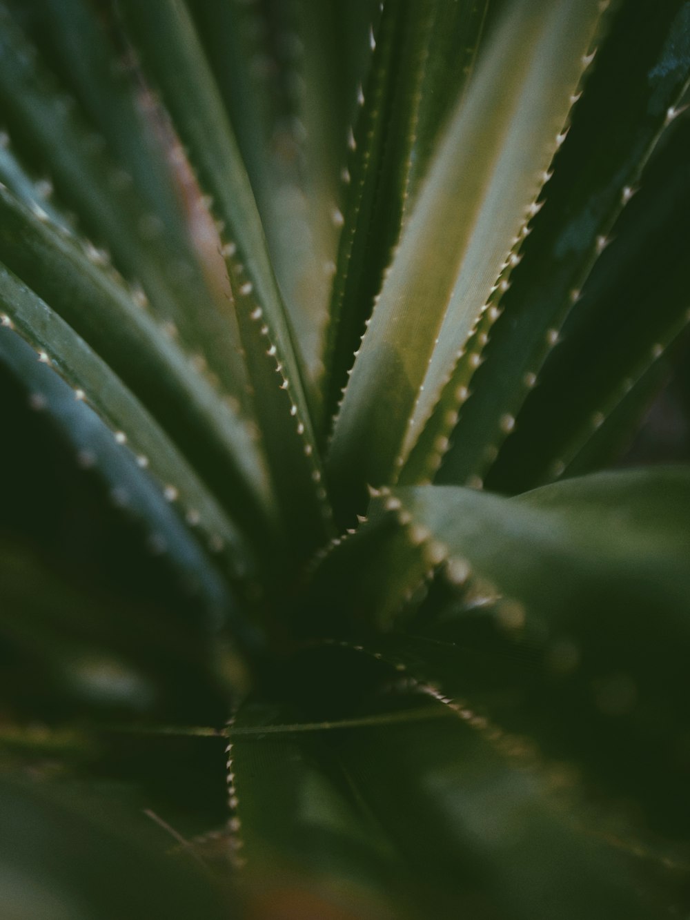 a close up of a green plant with lots of leaves