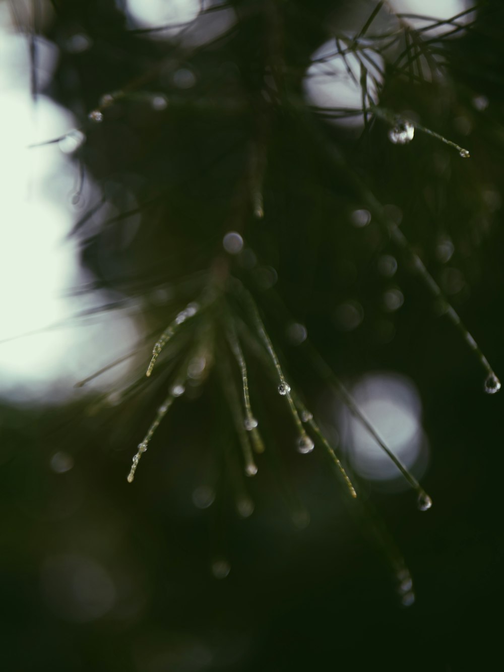 a pine tree with drops of water on it