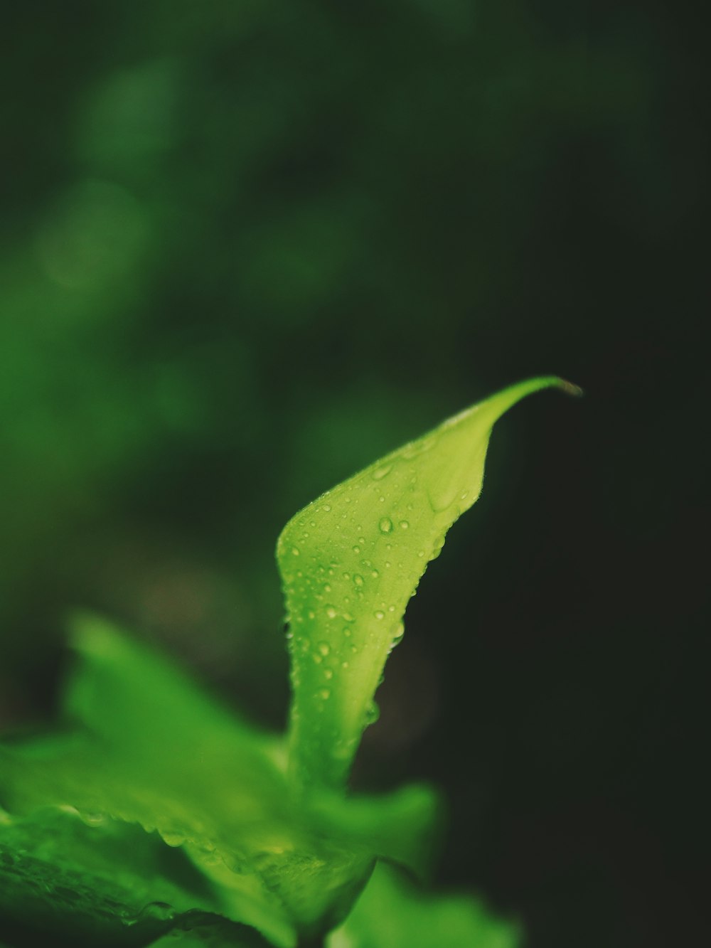 a green leaf with drops of water on it