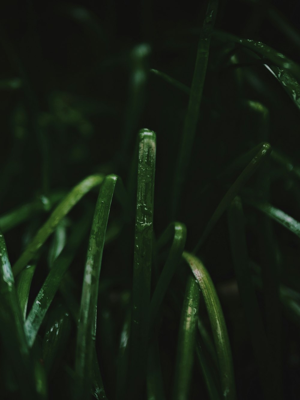 a close up of some grass with water droplets on it