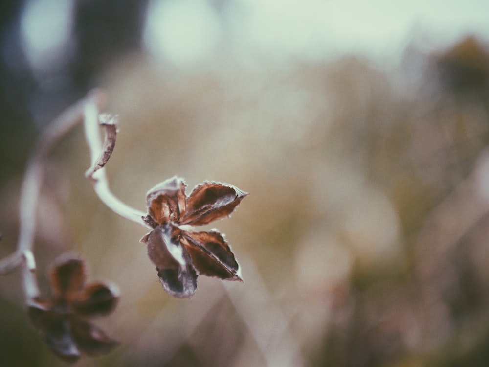 a close up of a flower with a blurry background