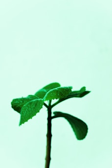 a small green plant with leaves on it
