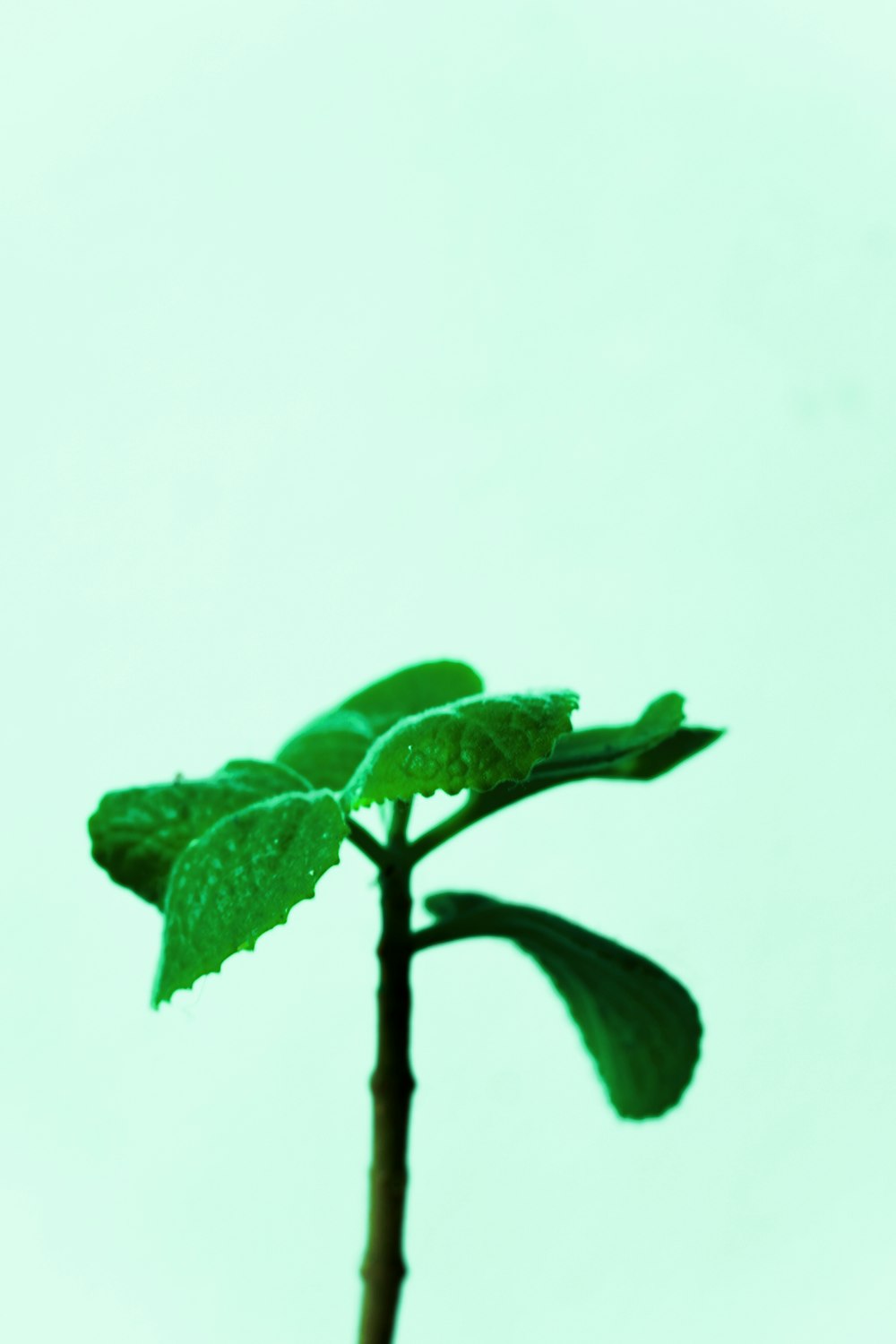 una piccola pianta verde con foglie su di essa