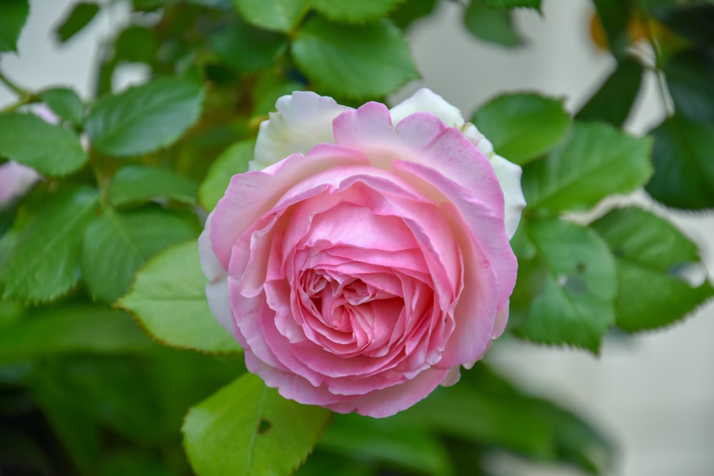 a pink and white rose with green leaves