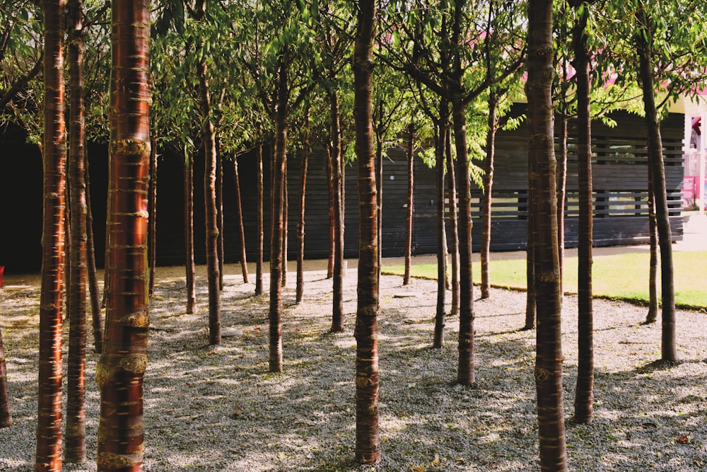 un bosquet d’arbres devant un bâtiment
