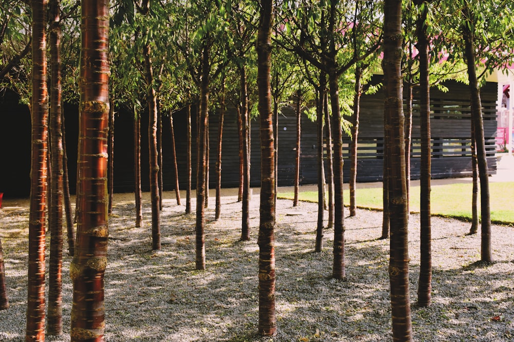 a grove of trees in front of a building