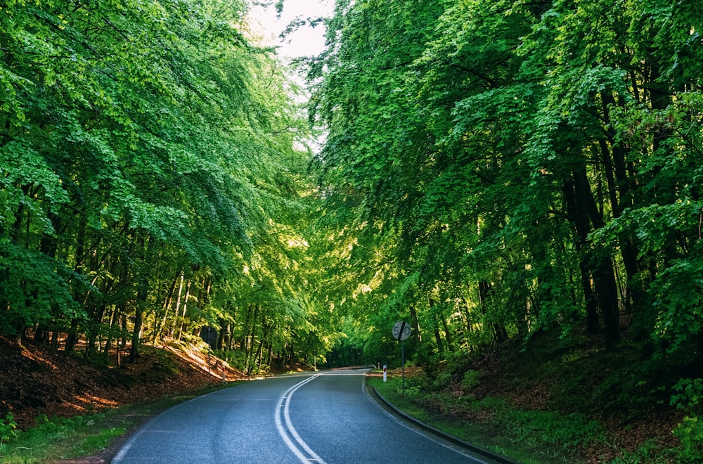 a curved road in the middle of a lush green forest
