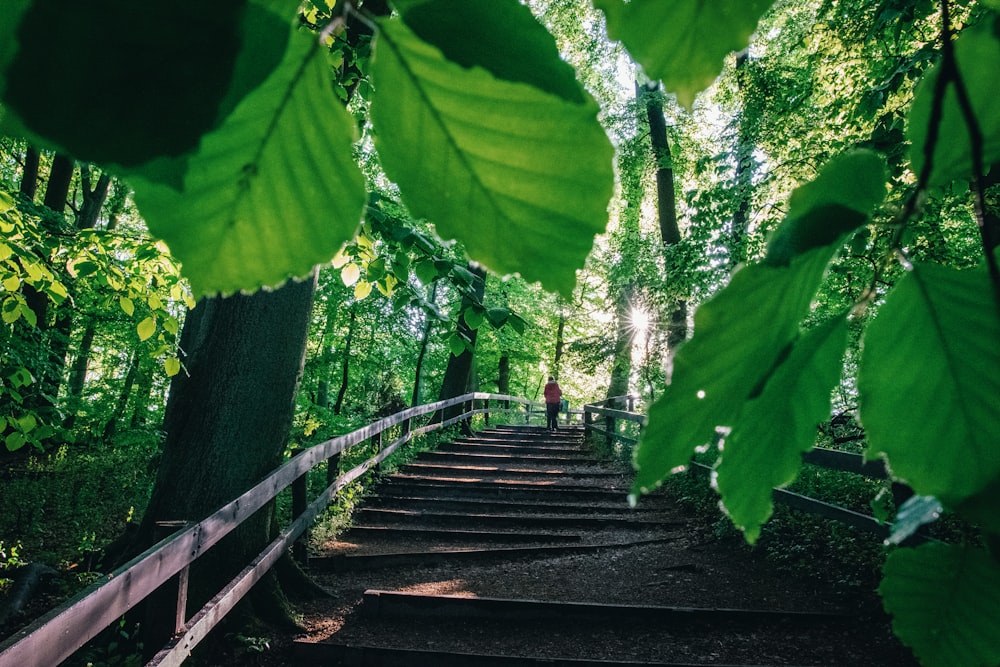 a set of stairs in the middle of a forest