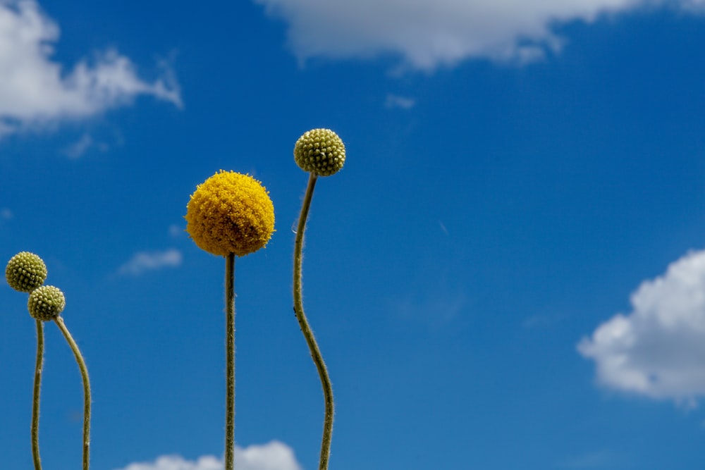 three yellow flowers are in front of a blue sky
