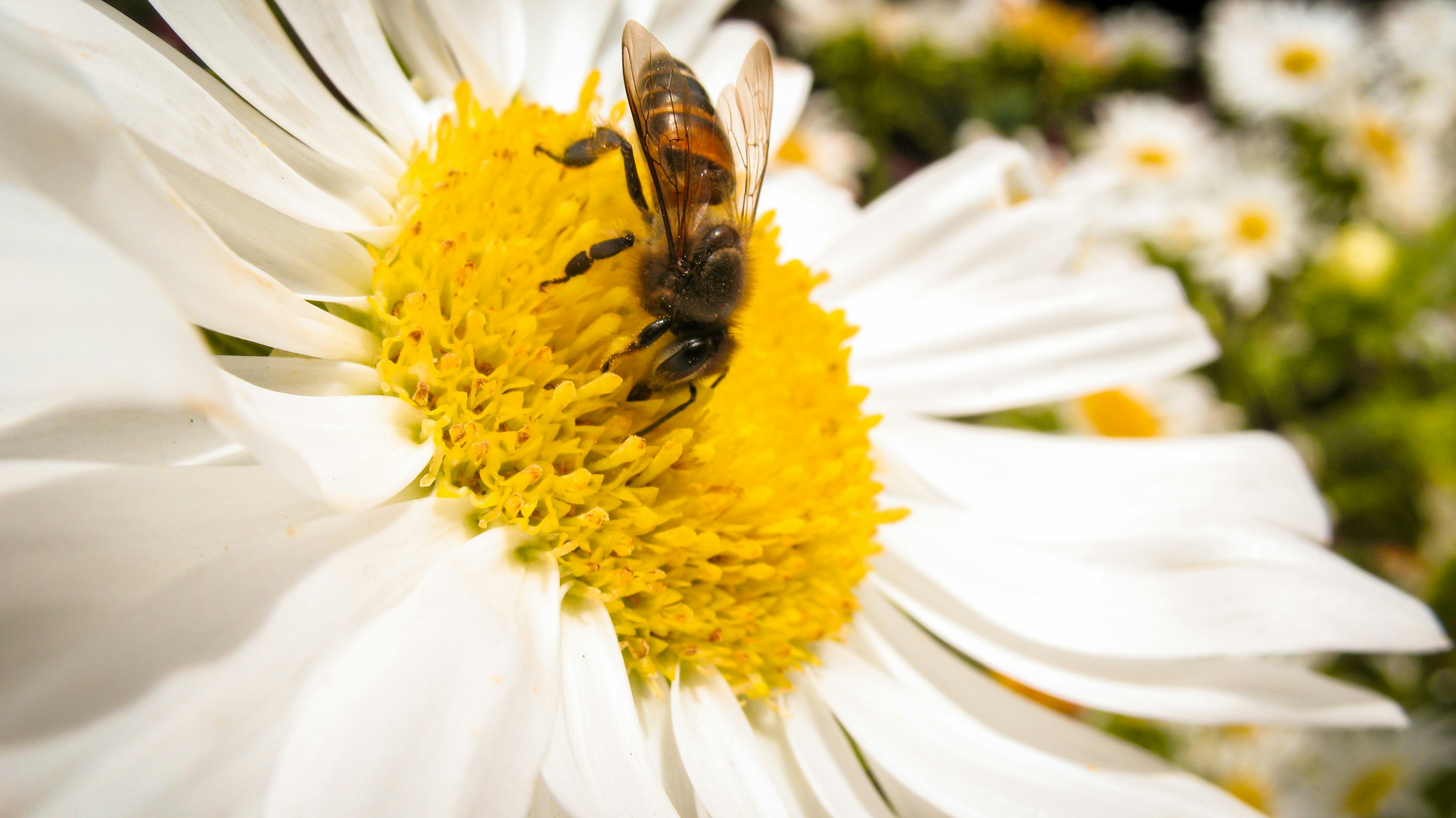 Photo by raju_christopher