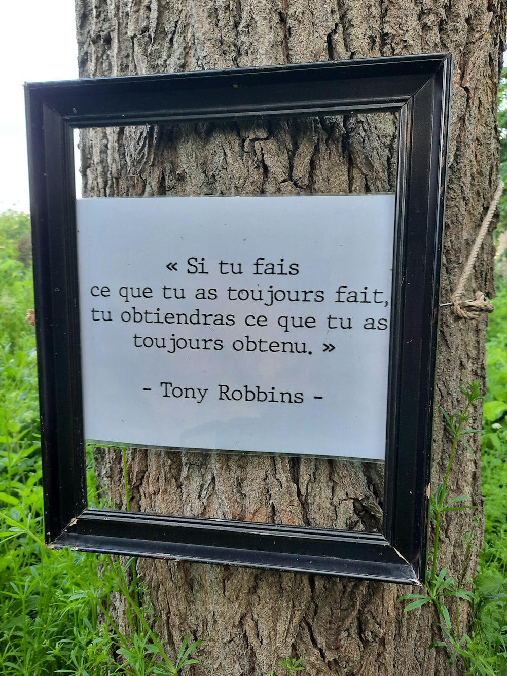 a picture frame hanging on the side of a tree