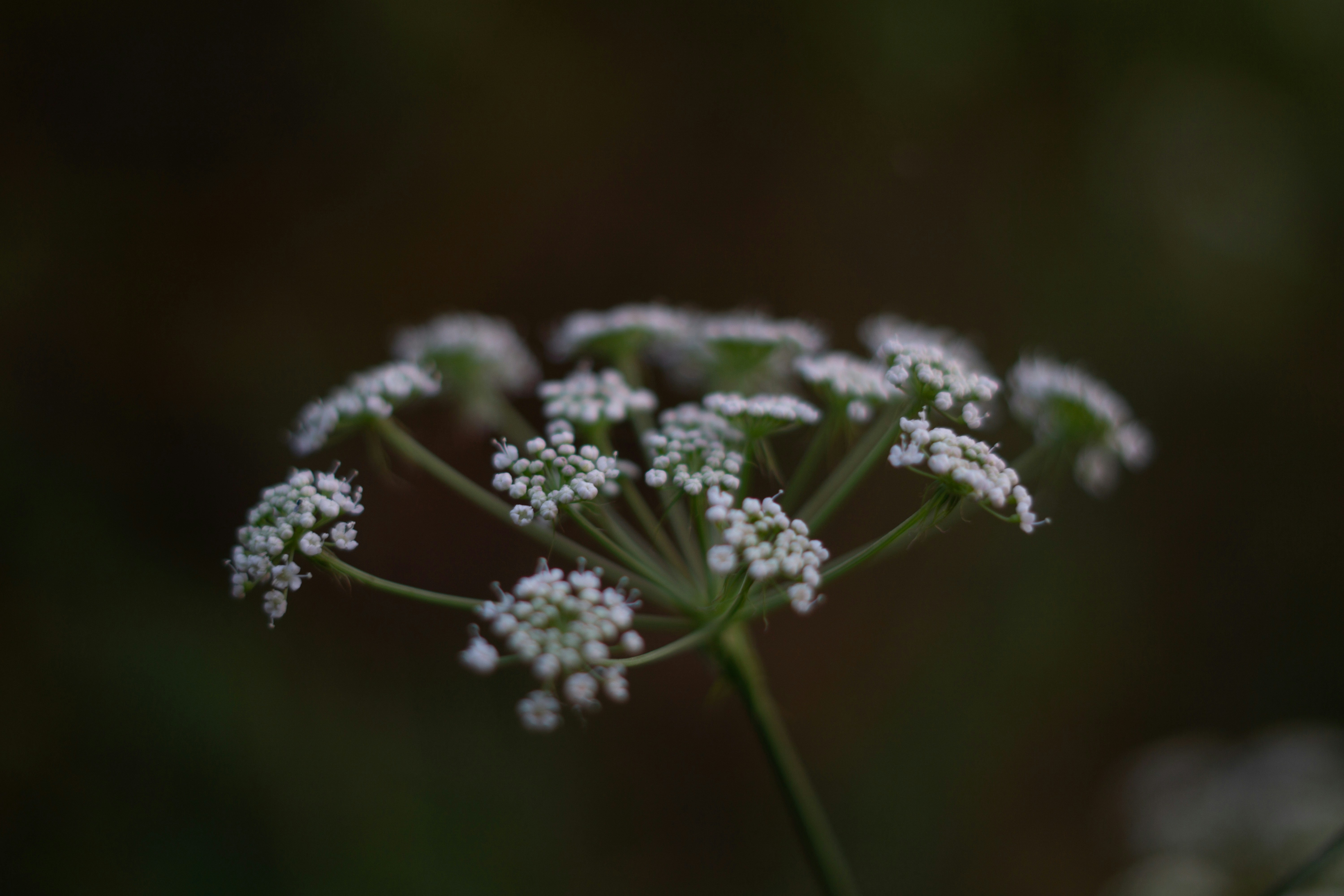 Photo by fanjatastisch