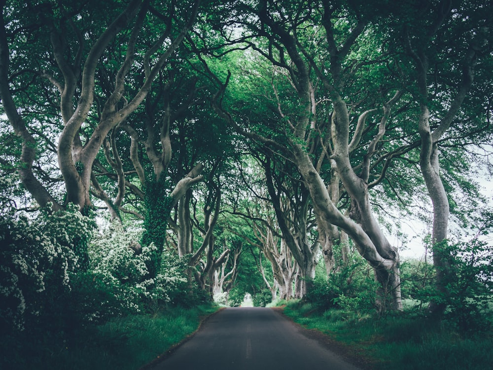 a road lined with trees on both sides of it