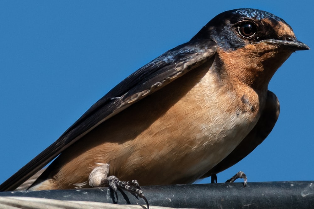 a brown and black bird sitting on top of a metal pole