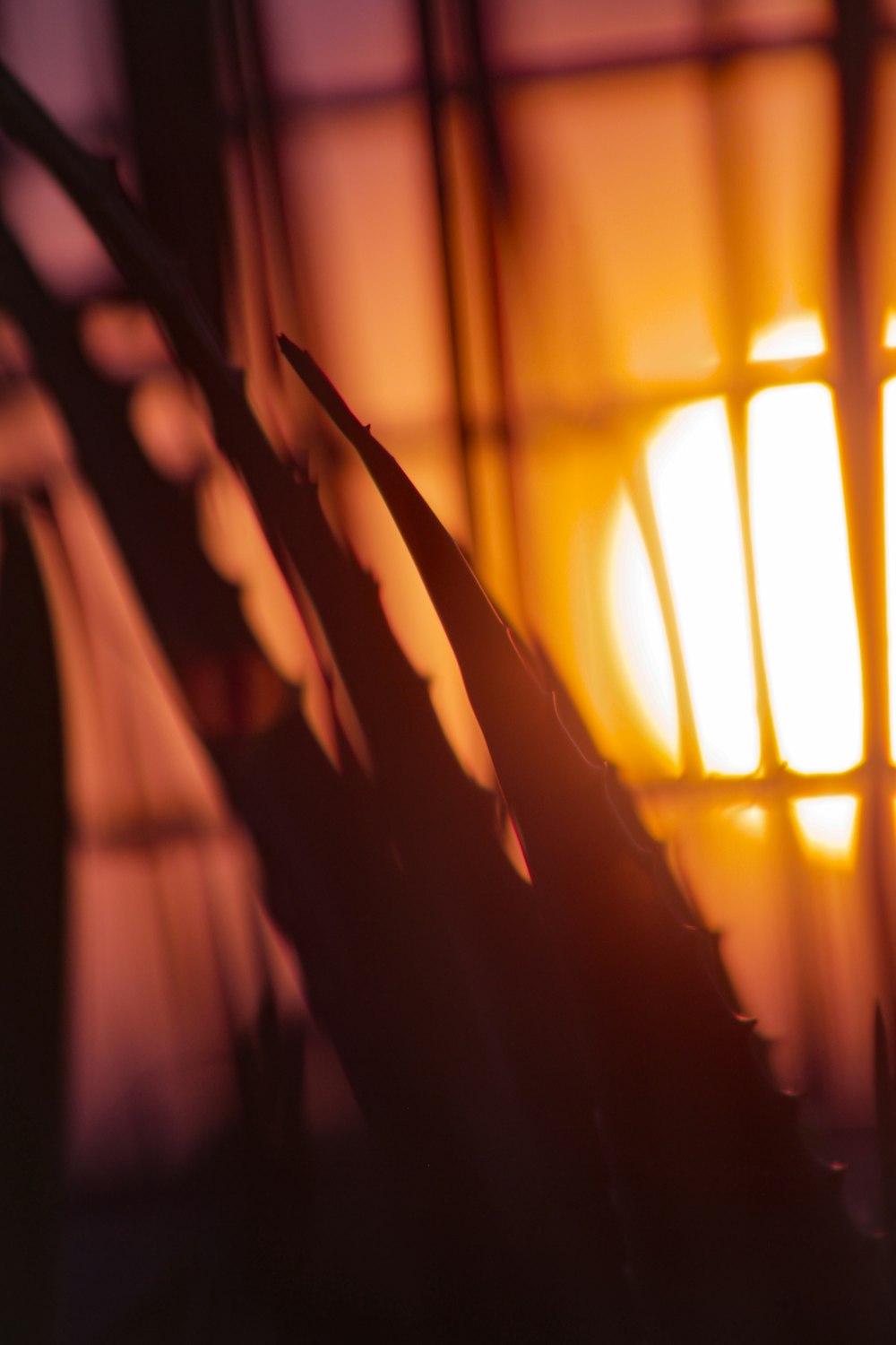 a close up of a plant with the sun in the background