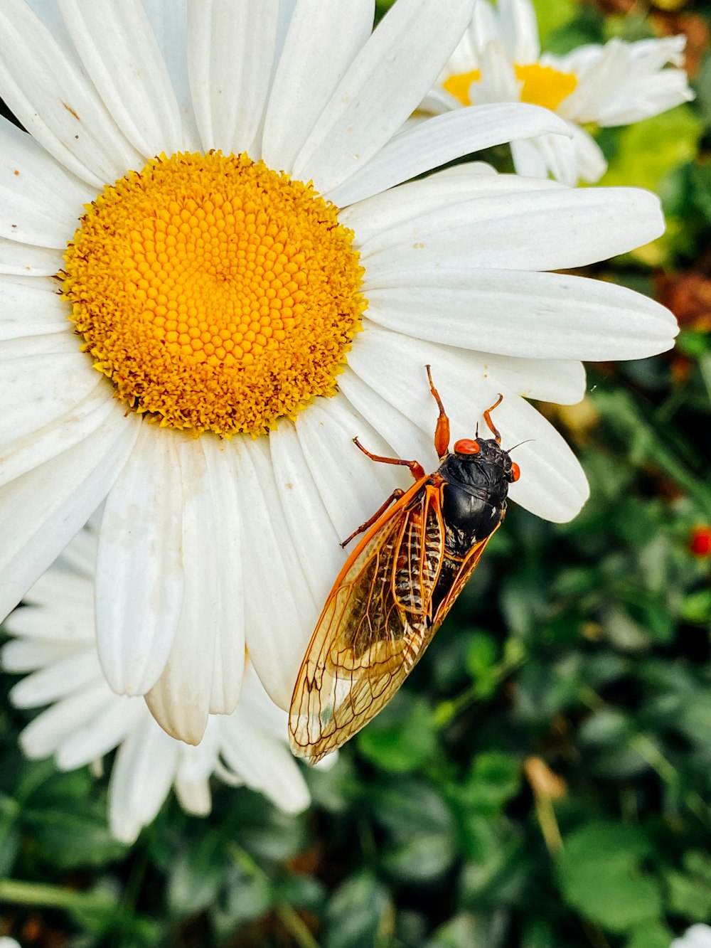 Foto zum Thema Eine Nahaufnahme einer Blume mit einem Käfer darauf –  Kostenloses Bild zu Gänseblümchen auf Unsplash