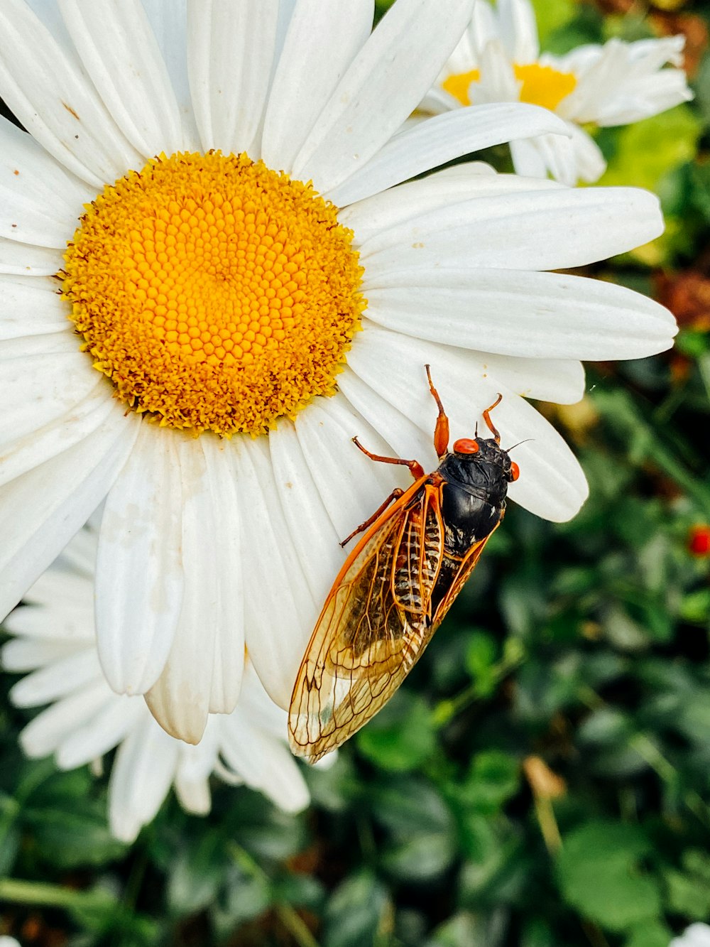 a close up of a flower with a bug on it