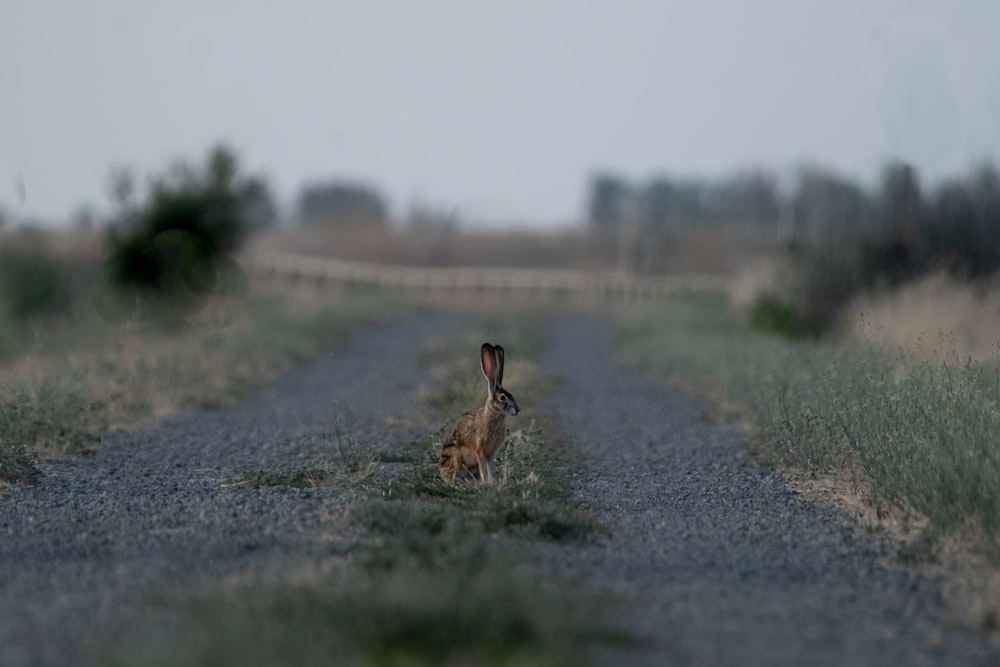 a rabbit is standing in the middle of a road
