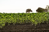 Rows of young green plants are growing in a well-tended field. The soil is dark and fertile, and trees are visible in the distant background under a clear sky.