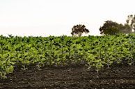 Rows of healthy saplings ready for planting under a clear blue sky.