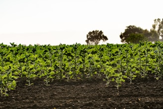 Rows of young green plants are growing in a well-tended field. The soil is dark and fertile, and trees are visible in the distant background under a clear sky.