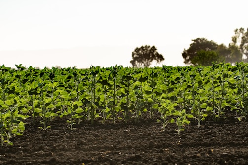 Rows of young green plants are growing in a well-tended field. The soil is dark and fertile, and trees are visible in the distant background under a clear sky.