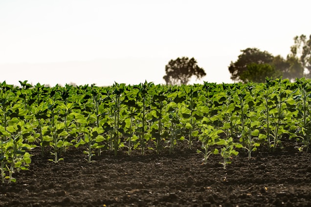 Rows of young green plants are growing in a well-tended field. The soil is dark and fertile, and trees are visible in the distant background under a clear sky.