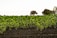 Rows of young green plants are growing in a well-tended field. The soil is dark and fertile, and trees are visible in the distant background under a clear sky.