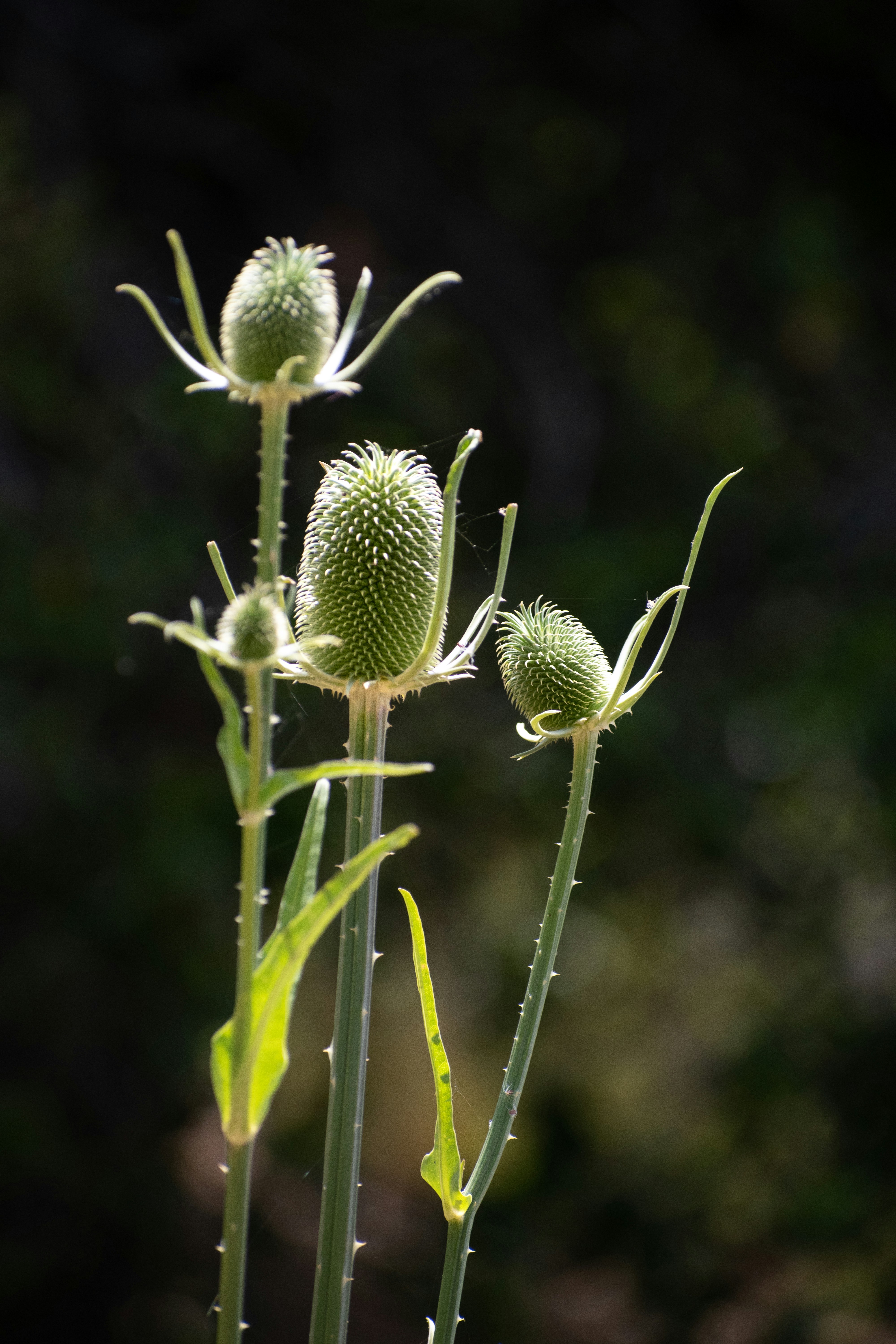 Photo by elisastonephotography
