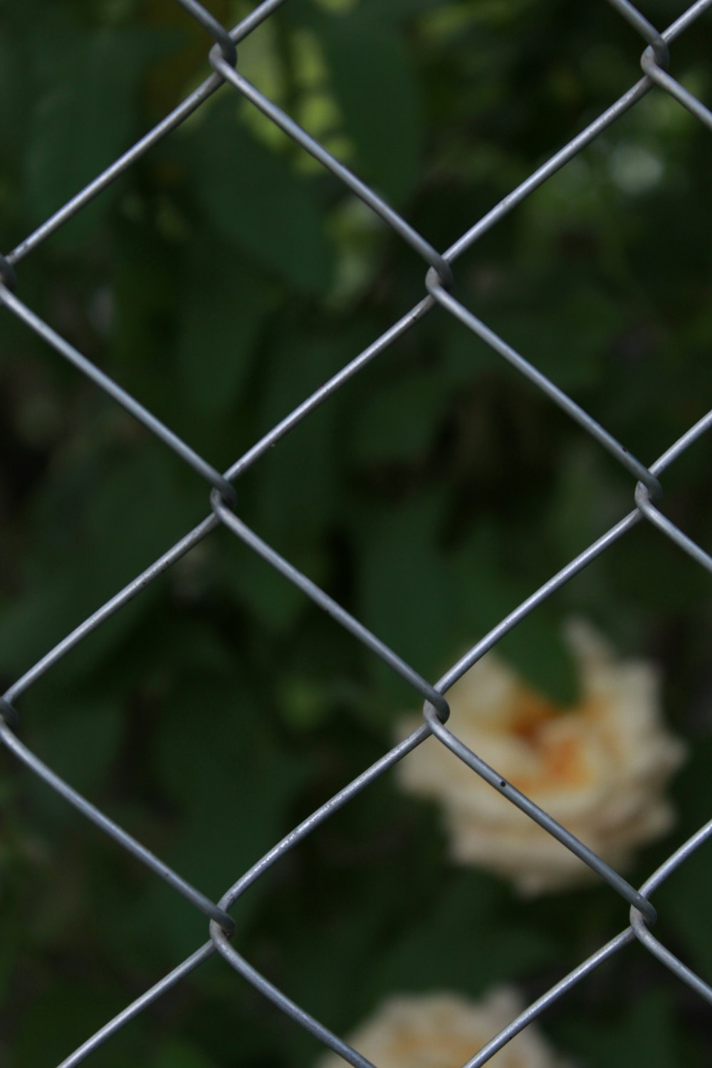 a close up of a chain link fence with flowers in the background