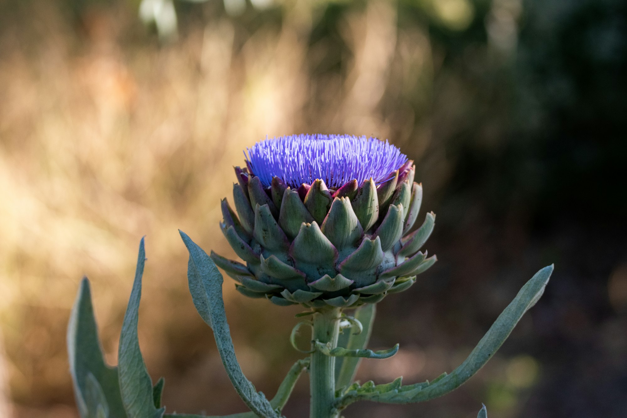 a purple flower with green leaves in the foreground