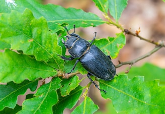 a close up of a beetle on a leaf