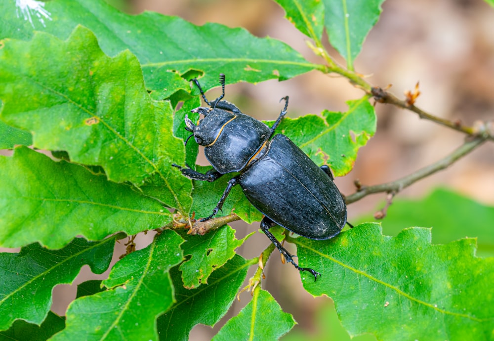 a close up of a beetle on a leaf