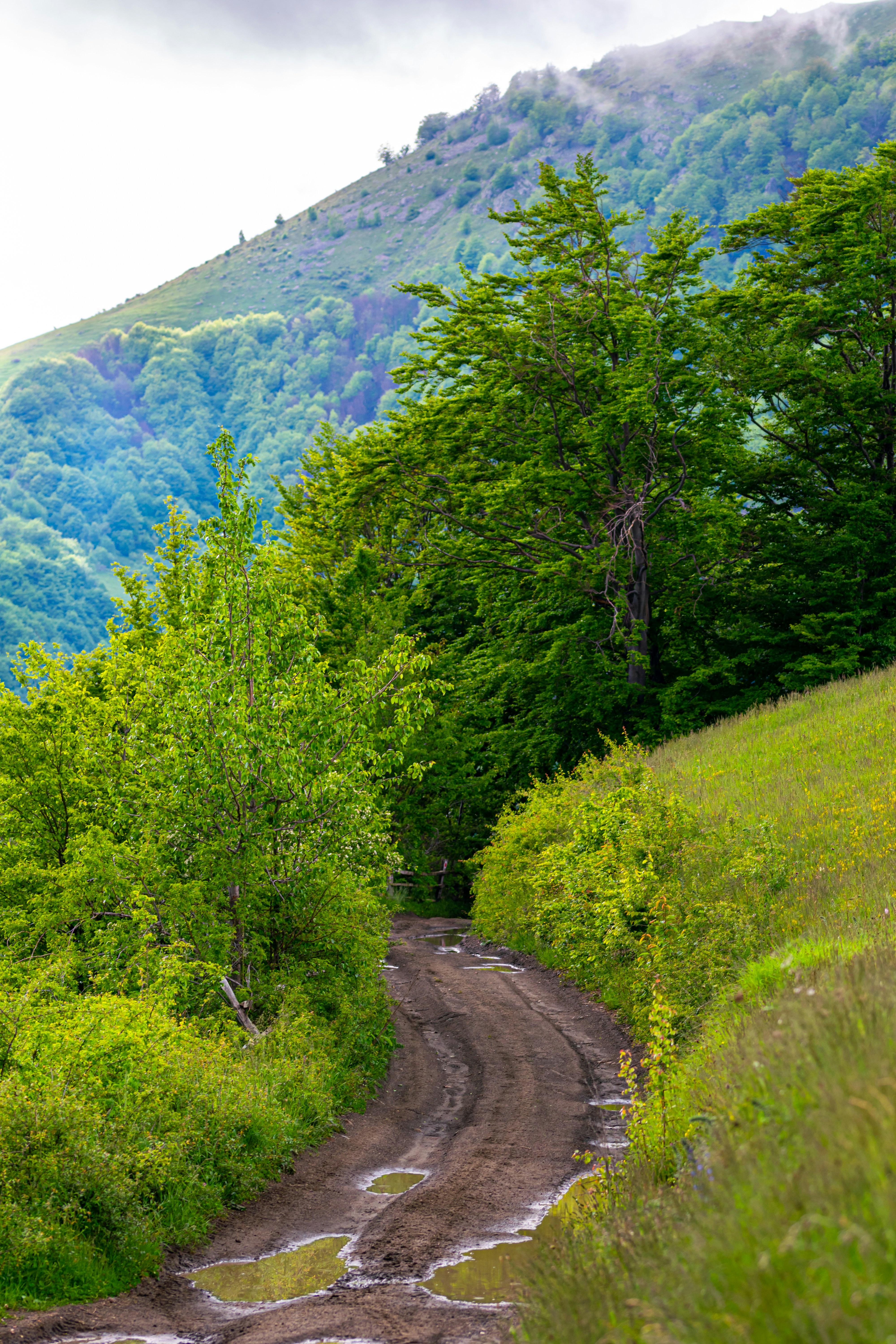 Foto Un camino de tierra en medio de un frondoso bosque verde – Imagen ...