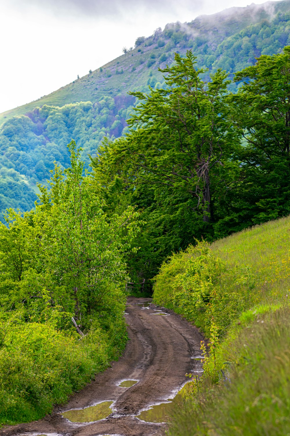 Una strada sterrata nel mezzo di una rigogliosa foresta verde