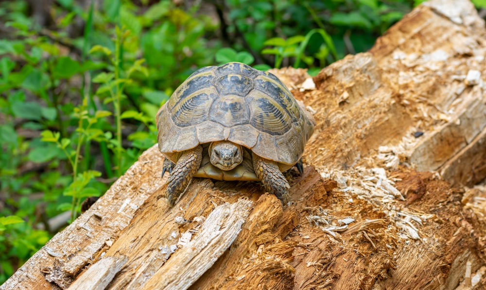 a turtle is sitting on a tree stump
