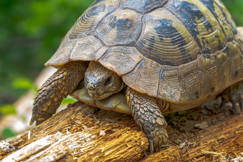 a close up of a turtle on a tree branch