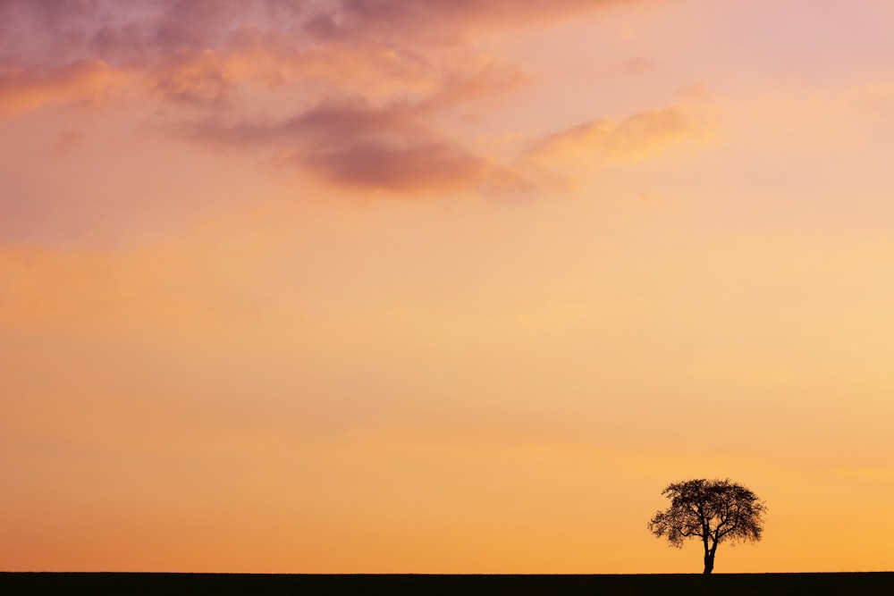 a lone tree is silhouetted against a sunset sky
