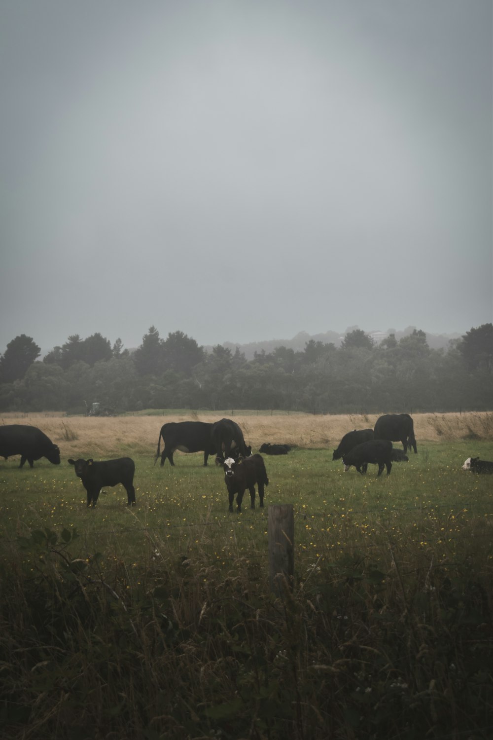 a herd of cattle grazing on a lush green field