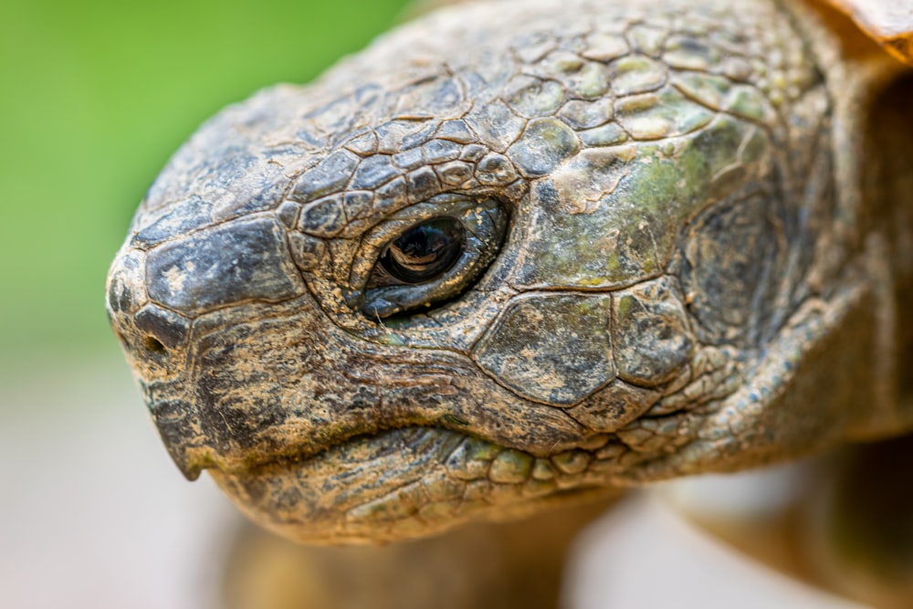 a close up of a turtle's head with a blurry background