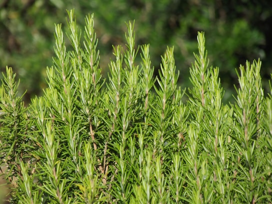 a close up of a plant with lots of green leaves