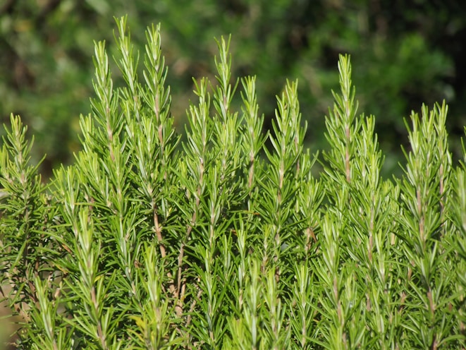 a close up of a rosemary bush with lots of green leaves
