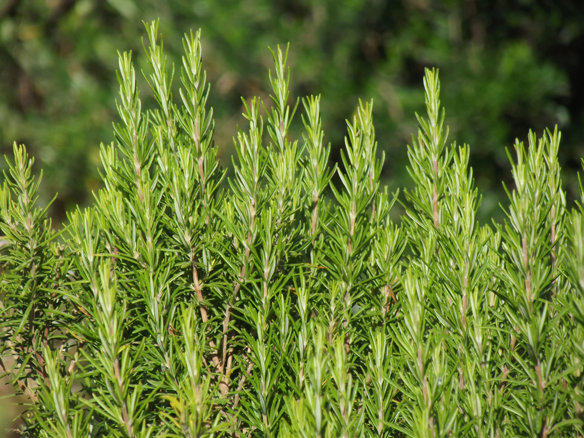 Rosemary Growing India — Memory Herb Hair Growth Encyclopedia