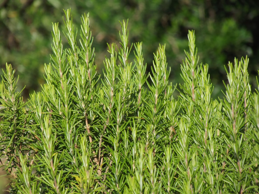 a close up of a plant with lots of green leaves