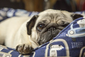 A cheerful pug sitting on a cozy blanket, looking curiously at the camera.