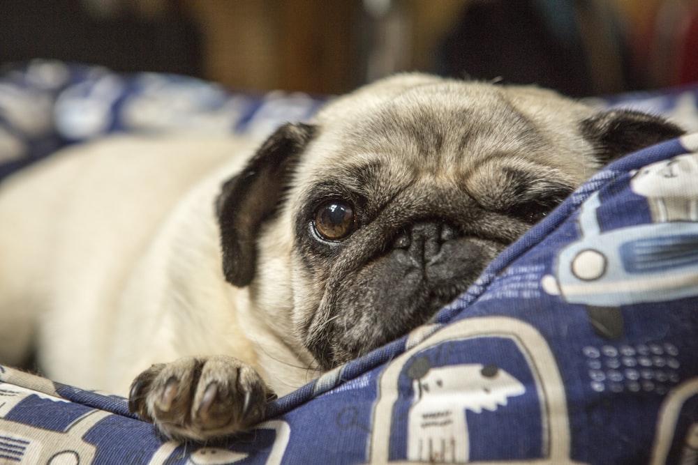 a small pug dog laying on top of a bed