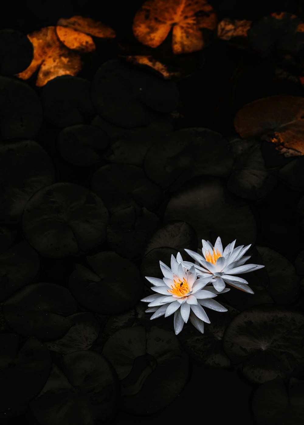 two white water lilies floating on top of rocks