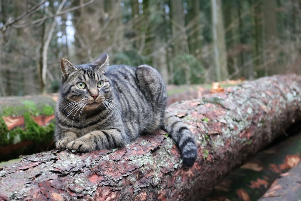 a cat sitting on a log in the woods